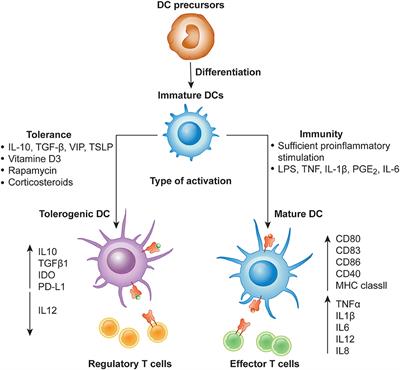 Induction of Tolerance and Immunity by Dendritic Cells: Mechanisms and Clinical Applications